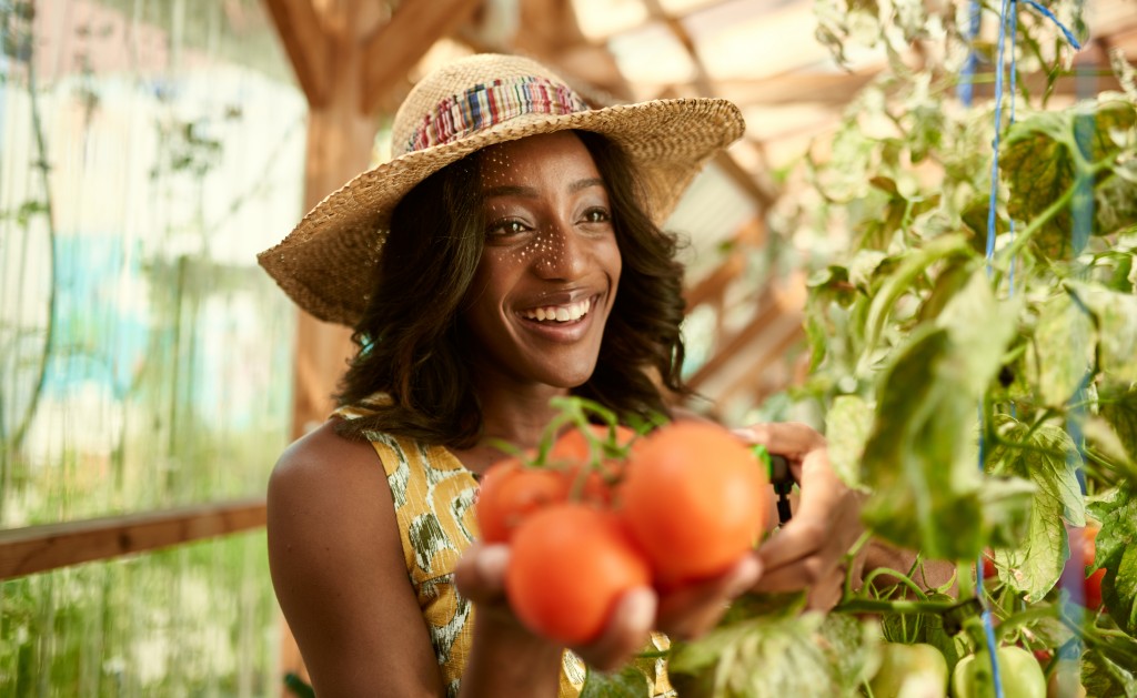 woman harvesting tomatoes
